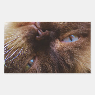 cat cute pet purr meow eyes face macro close grace rectangular sticker