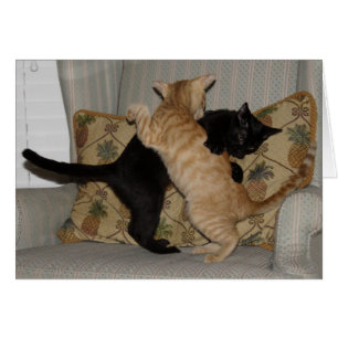 Cat Dance