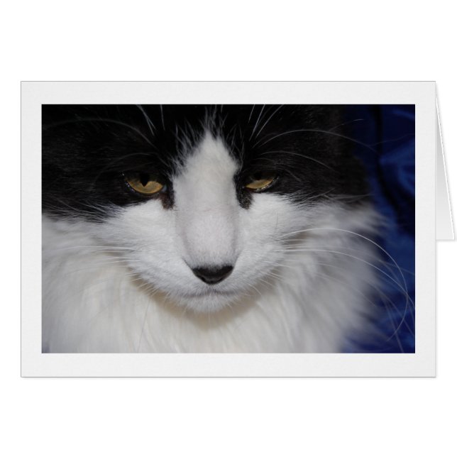 Cat Dark Eyes (Front Horizontal)