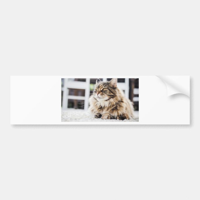 Cat deep in thought bumper sticker (Front)