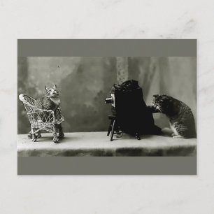 Cat diva vintage photography postcard