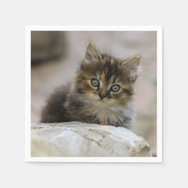 Cat, Domestic cat, Animal Napkin (Front)