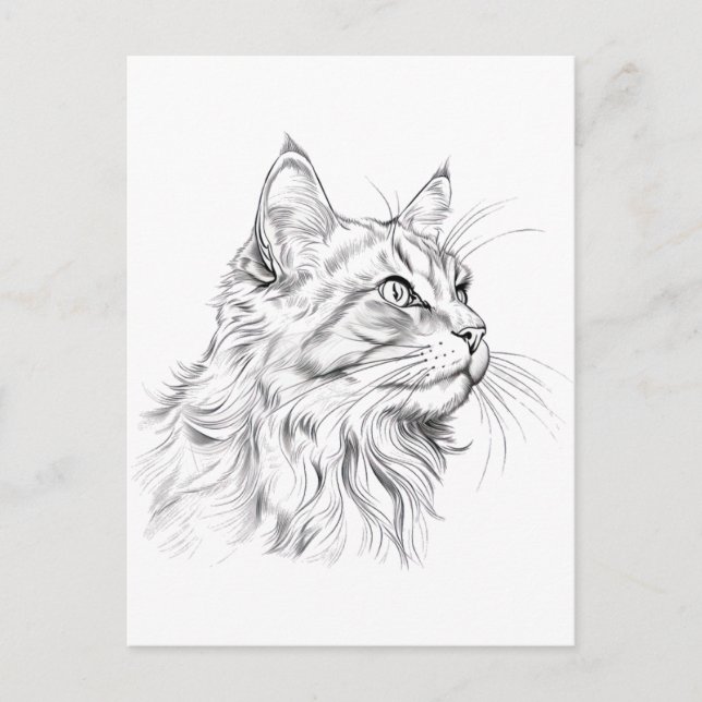 Cat drawing  postcard (Front)