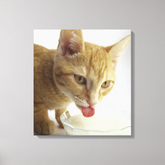 Cat drinking milk canvas print