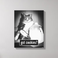 Cat Drinking Milk From Jug