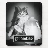 Cat Drinking Milk From Jug