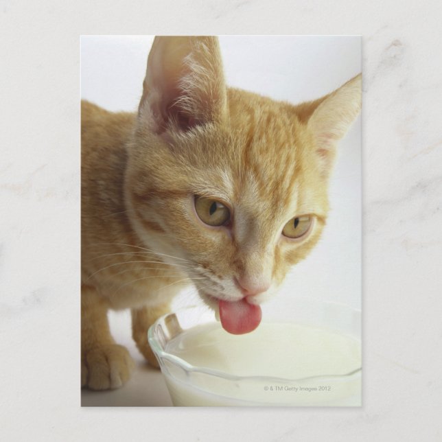 Cat drinking milk postcard (Front)