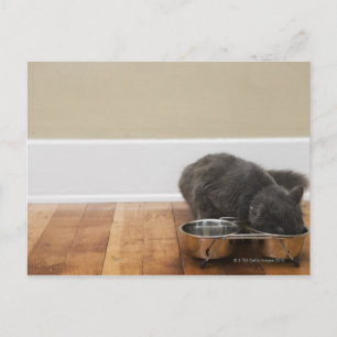 Cat eating from bowl postcard