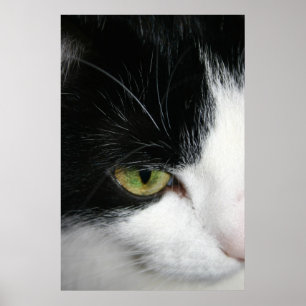 Cat eye closeup poster