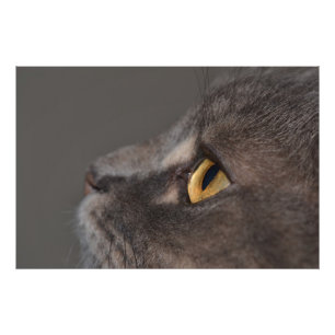 Cat Eye-Macro by Shirley Taylor Photo Print