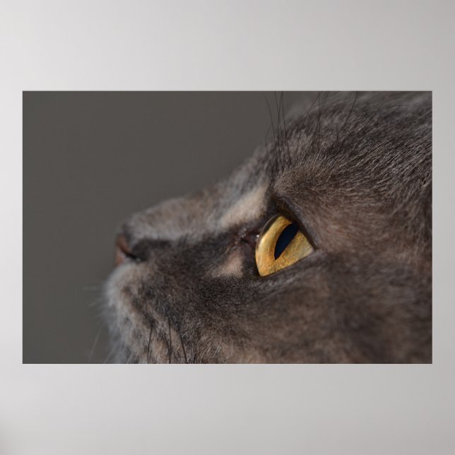 Cat Eye-Macro by Shirley Taylor Poster (Front)