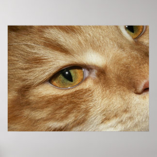Cat eye poster
