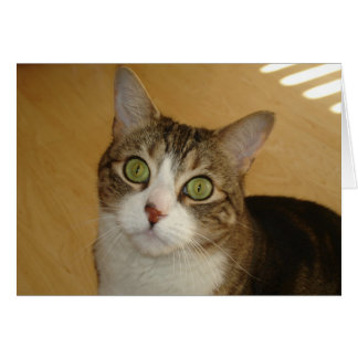 Cat Eyes