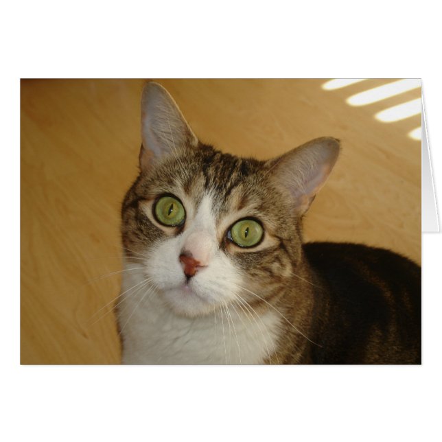 Cat Eyes (Front Horizontal)