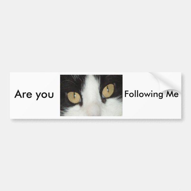 Cat Eyes Bumper Sticker (Front)