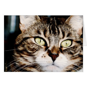 Cat Eyes Closeup Card
