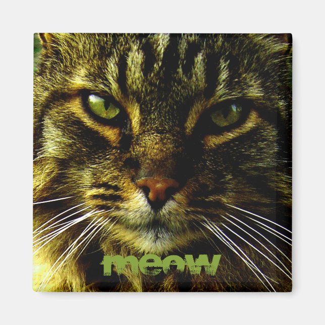 Cat Eyes Hypnotising Photo Magnet (Front)