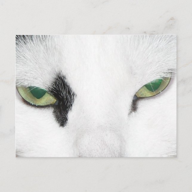 Cat Eyes Postcard (Front)