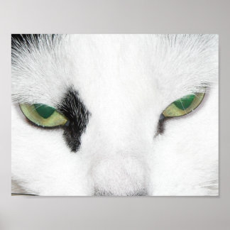 Cat Eyes Poster