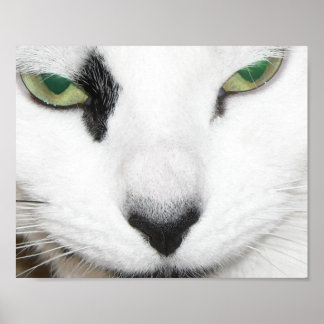 Cat Eyes Poster