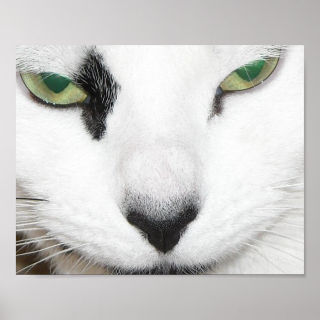 Cat Eyes Poster (Front)