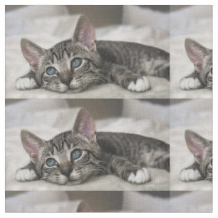 Cat fabric !