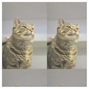 Cat Fabric
