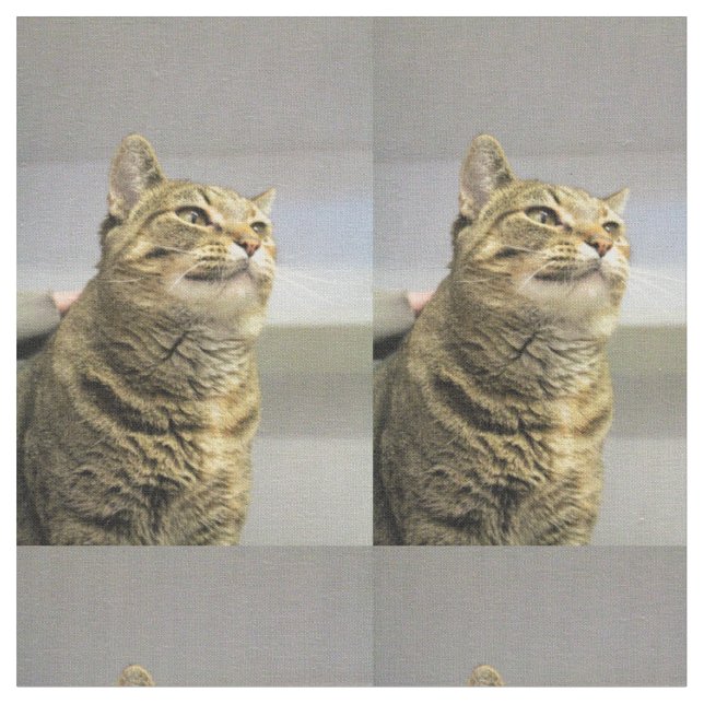 Cat Fabric (Close Up)