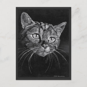 Cat Face Drawing By Mark Edward Westerfield Postcard