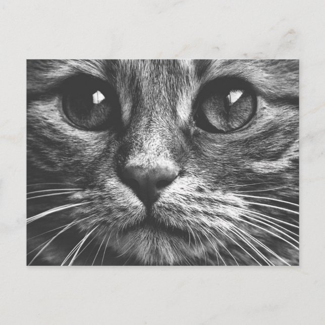 Cat Face Eyes Black And White Cute Photo Postcard (Front)
