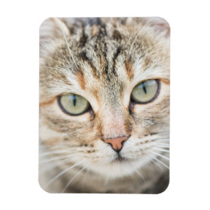 Cat face magnet
