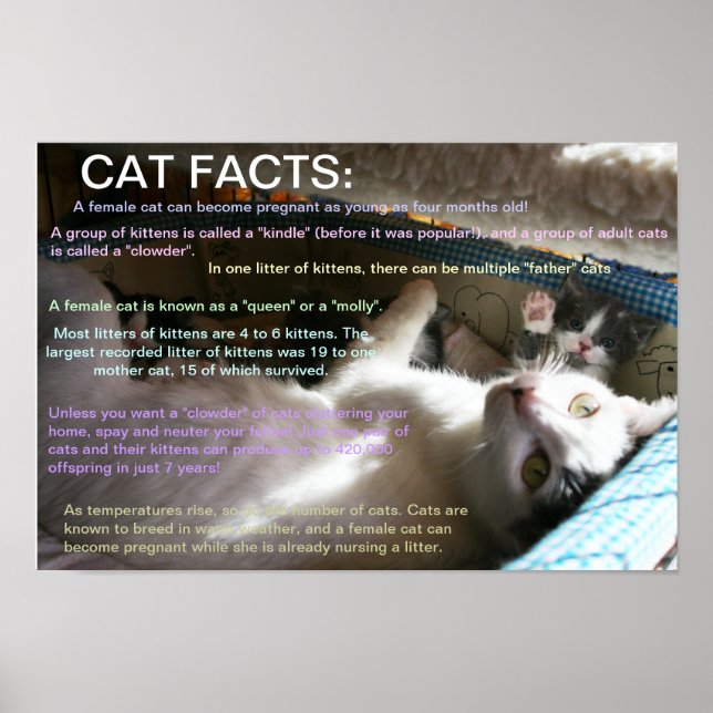 Cat facts 2 poster (Front)