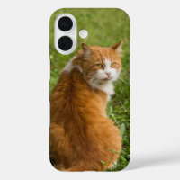 Cat, Feline, Animal