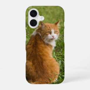 Cat, Feline, Animal iPhone 16 Case