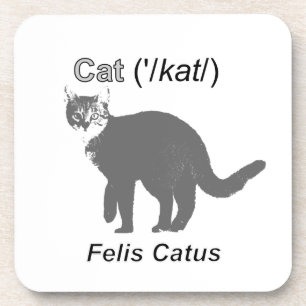 Cat Felis Catus Coaster
