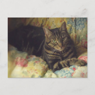 Cat Fine Art Photo Postcard
