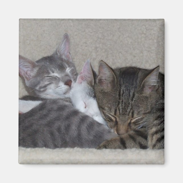 Cat Fridge Magnets (Front)