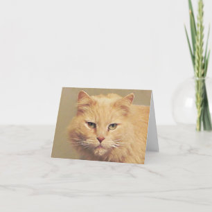 Cat Get Well Soon Card