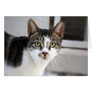 Cat Greeting Card