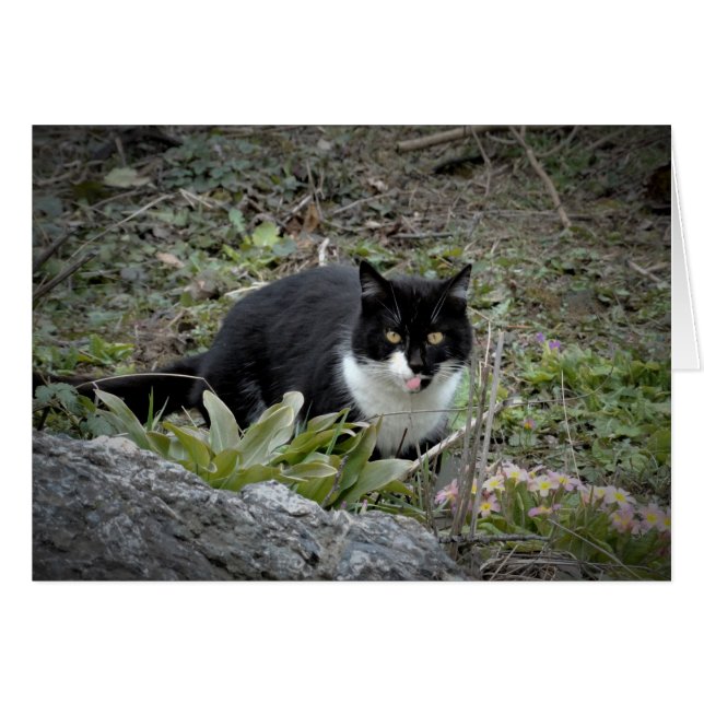 Cat Greeting Card (Front Horizontal)