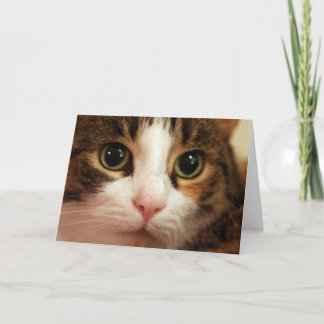 Cat Greeting Card