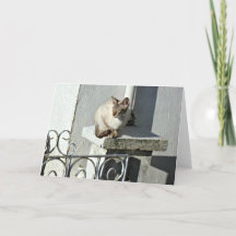Cat Greeting Card