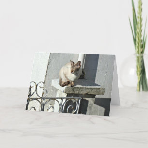 Cat Greeting Card