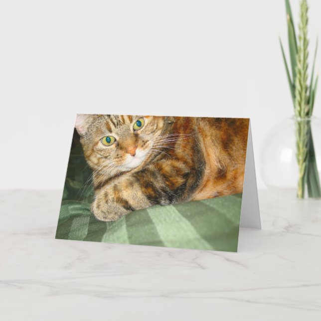 Cat Greeting Card (Front)