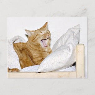 Cat hates mornings postcard