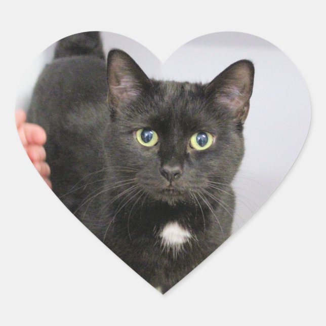 Cat   heart sticker (Front)