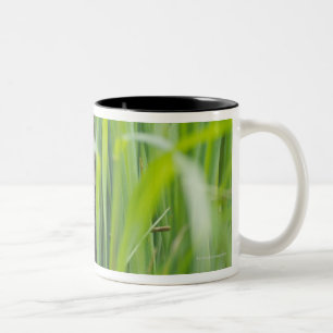 Cat hiding in grass Two-Tone coffee mug