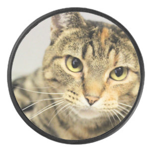 Cat hockey puck