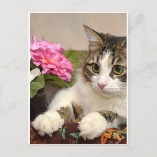 Cat Holiday Postcard