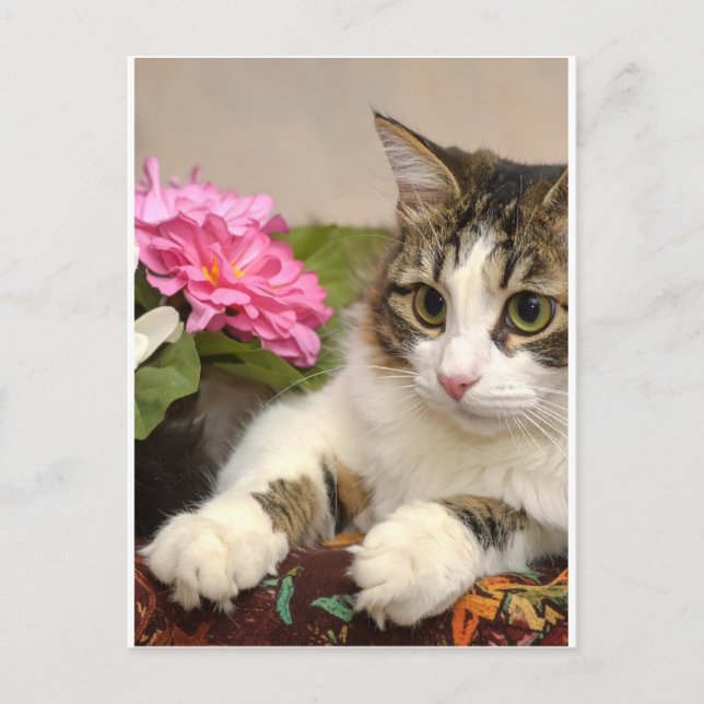 Cat Holiday Postcard (Front)